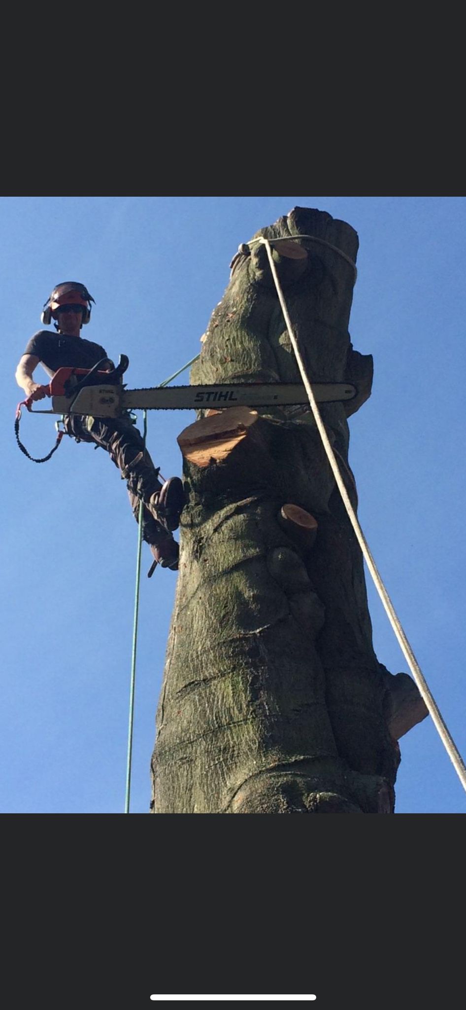Headshot of arborist Joe Hardaker